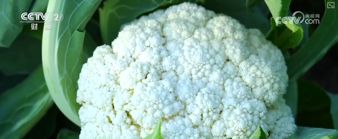 “果盘子”“菜篮子”抢“鲜”上市 购销两旺生产供应基础好 “果盘子”“菜篮子”抢“鲜”上市 购销两旺生产供应基础好