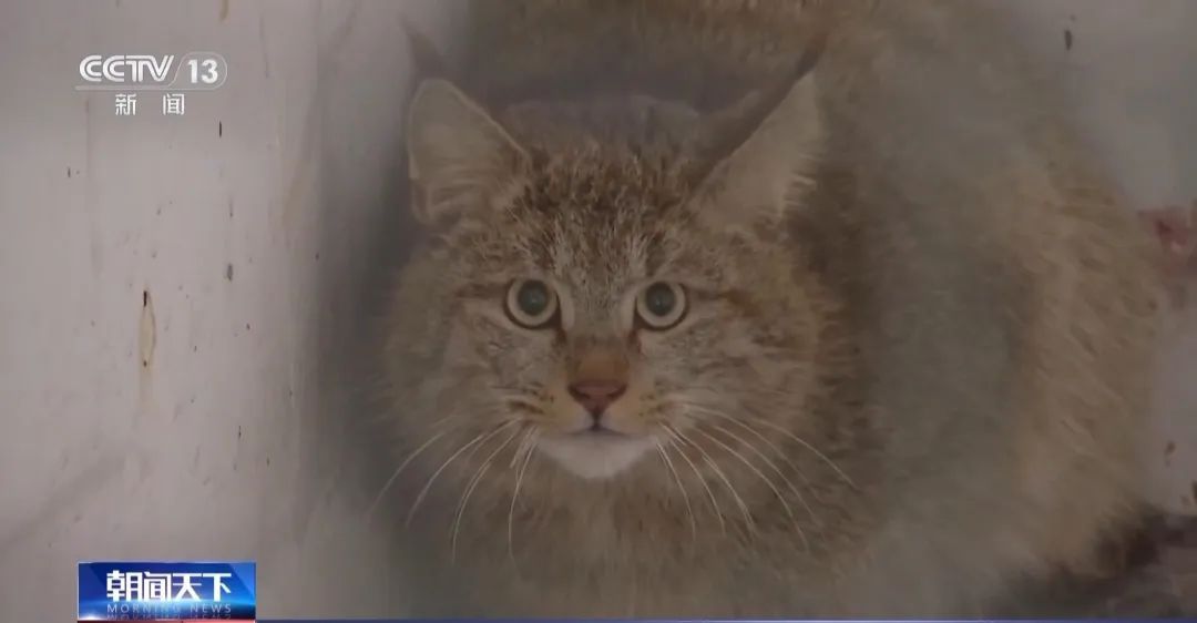 九寨沟首次发现荒漠猫！已列为极危等级