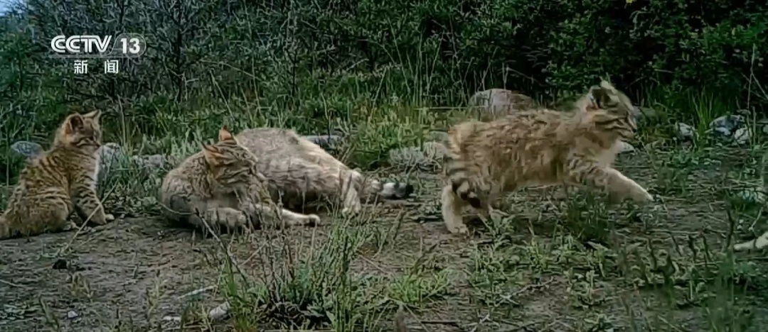九寨沟首次发现荒漠猫！已列为极危等级