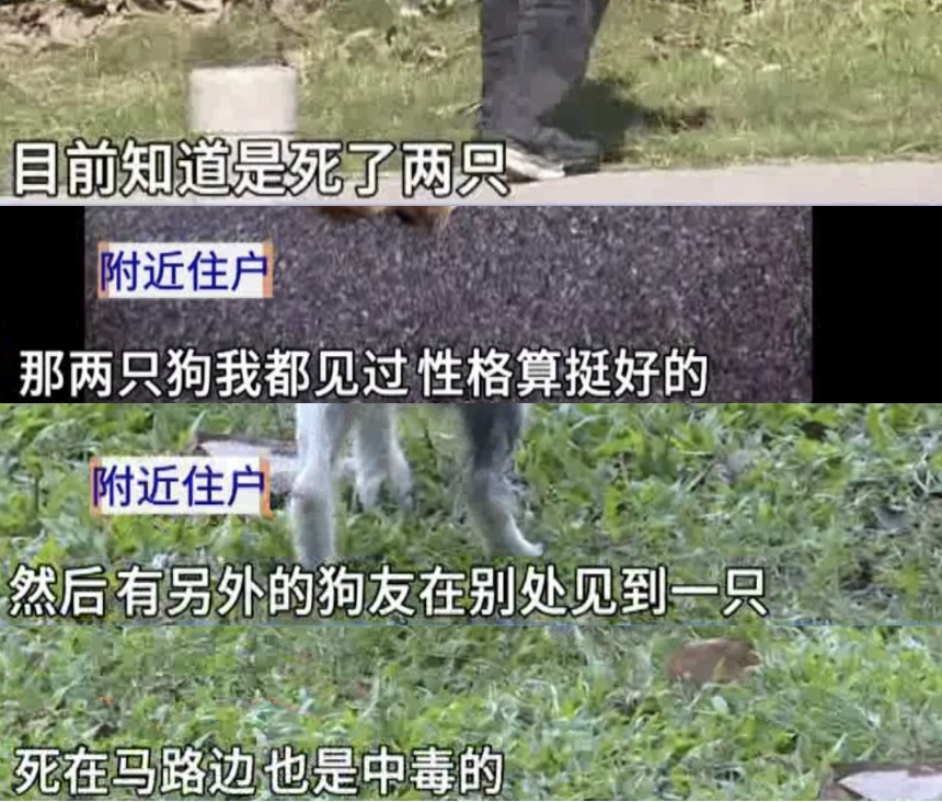 又有宠物狗散步后突然死亡?主人怀疑遭投毒 又有宠物狗散步后突然死亡?主人怀疑遭投毒