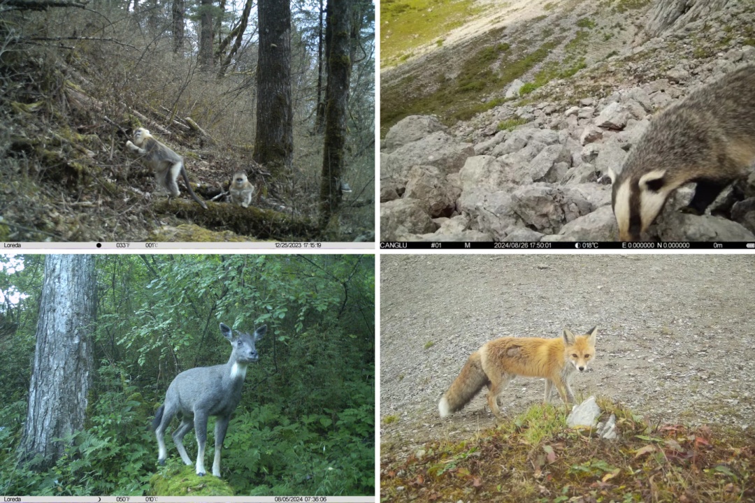“最不为人知的猫科动物”,现身九寨沟 “最不为人知的猫科动物”,现身九寨沟