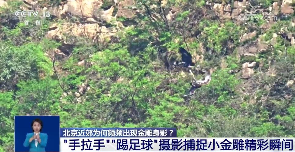 金雕“落户”北京郊区引发观鸟热 遇到猛禽该如何应对？听听专家怎么说