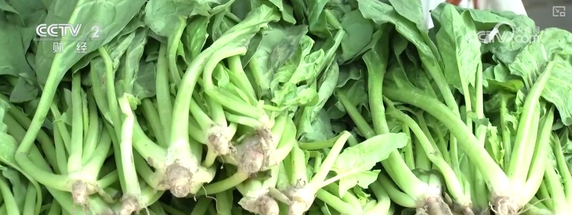 “果盘子”“菜篮子”抢“鲜”上市 购销两旺生产供应基础好 “果盘子”“菜篮子”抢“鲜”上市 购销两旺生产供应基础好