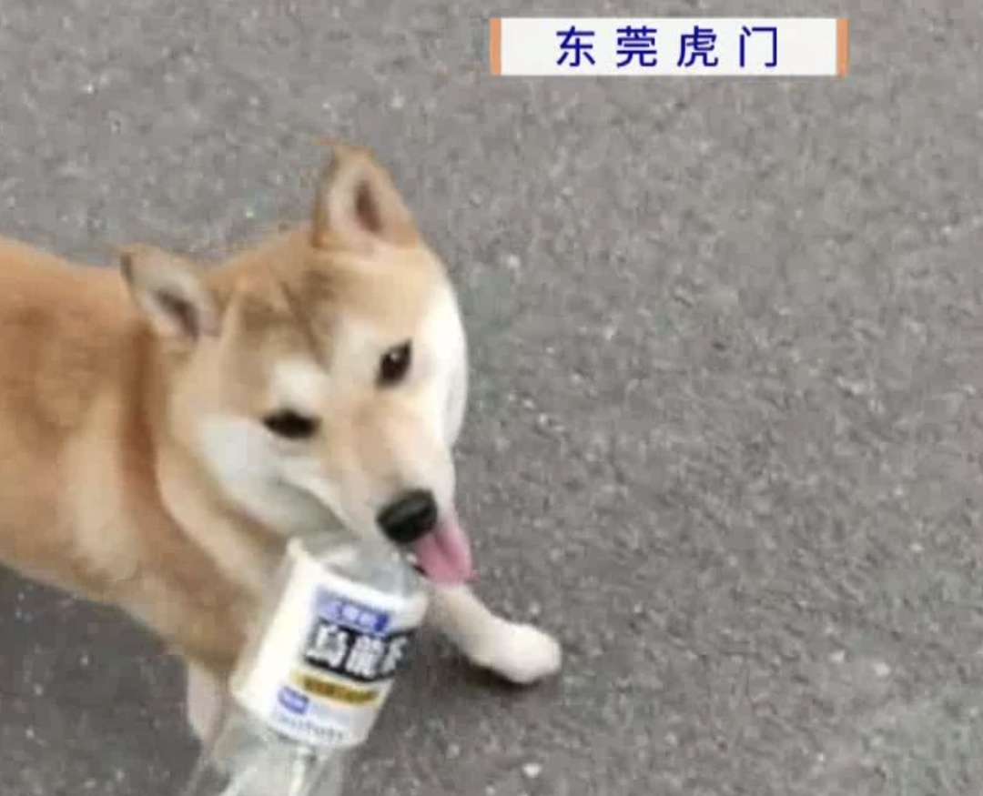 又有宠物狗散步后突然死亡?主人怀疑遭投毒 又有宠物狗散步后突然死亡?主人怀疑遭投毒