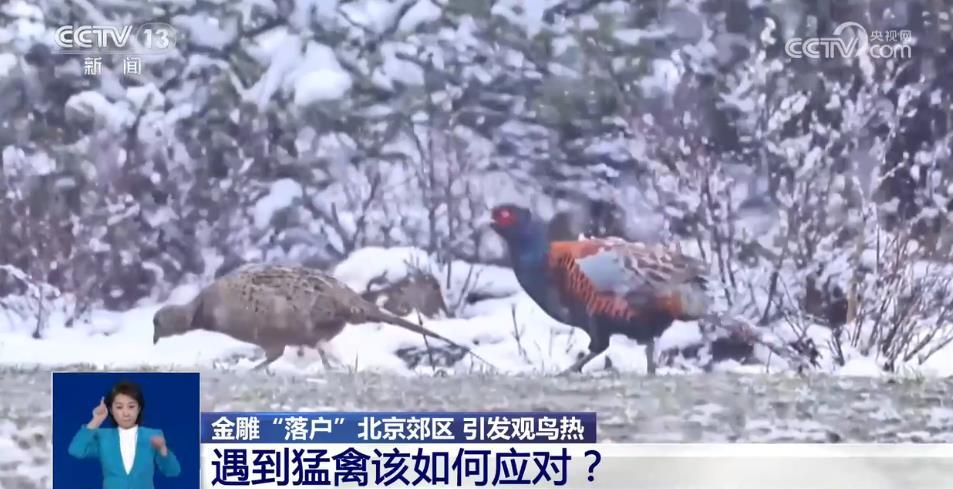 金雕“落户”北京郊区引发观鸟热 遇到猛禽该如何应对？听听专家怎么说