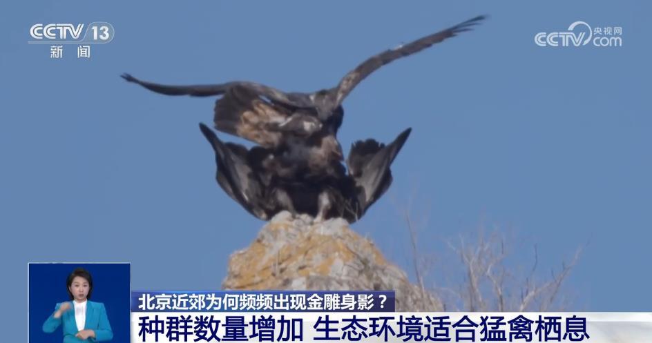 金雕“落户”北京郊区引发观鸟热 遇到猛禽该如何应对？听听专家怎么说