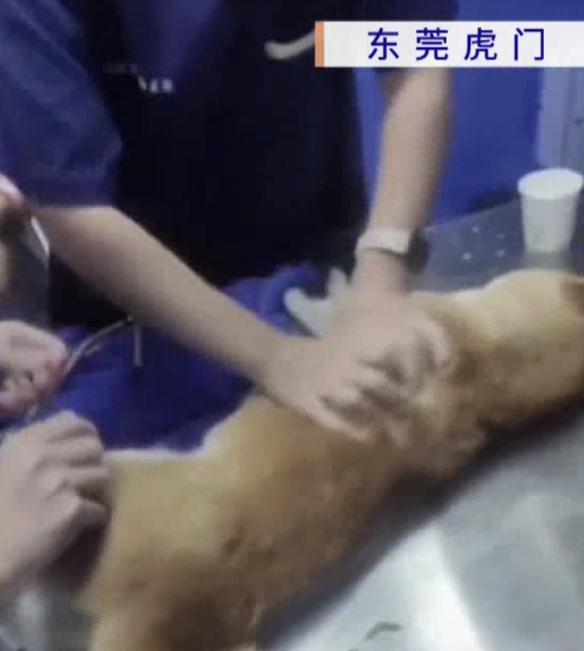 又有宠物狗散步后突然死亡?主人怀疑遭投毒 又有宠物狗散步后突然死亡?主人怀疑遭投毒