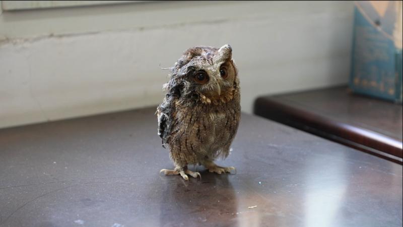 江西安远救助一只国家二级保护动物领角鸮