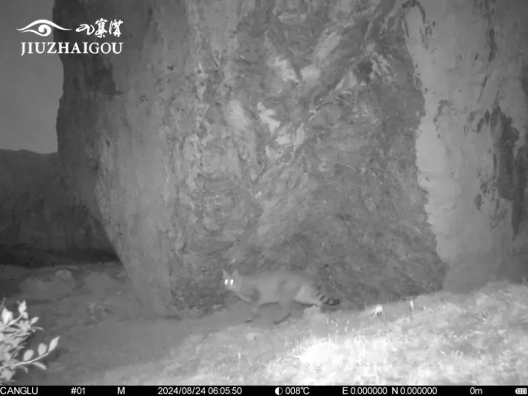 “最不为人知的猫科动物”,现身九寨沟 “最不为人知的猫科动物”,现身九寨沟