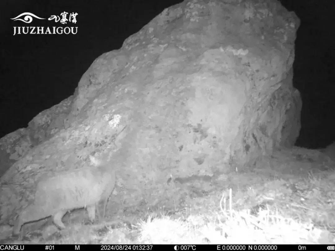 九寨沟首次发现荒漠猫！已列为极危等级