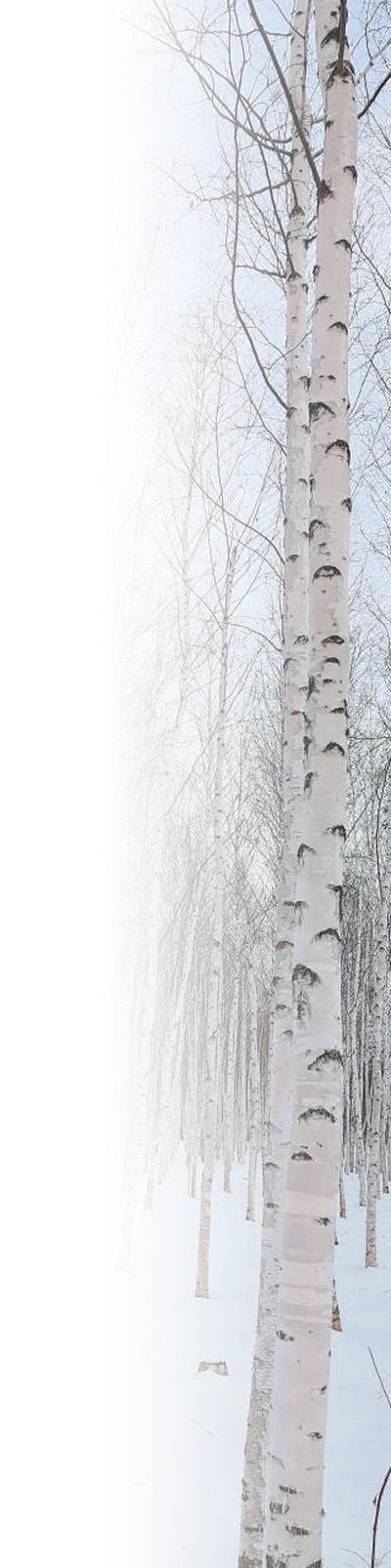 白桦树的“眼睛”是什么? 白桦树的“眼睛”是什么?