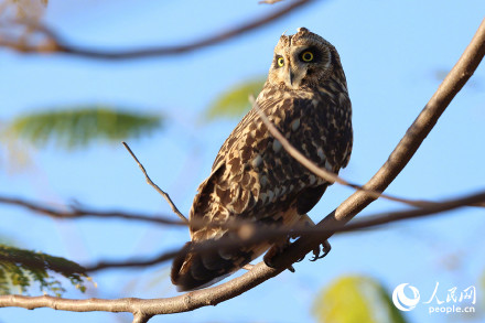 呆萌！短耳鸮怕不是鸟界表情包