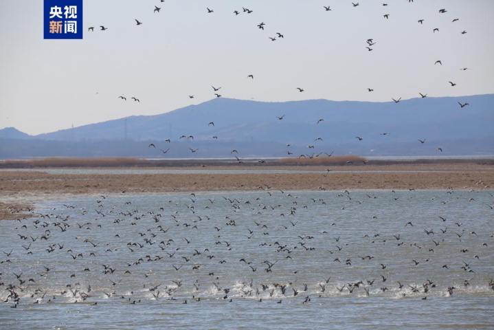 “鸟中熊猫”震旦鸦雀、“水中凤凰”水雉等珍稀鸟类现身天津