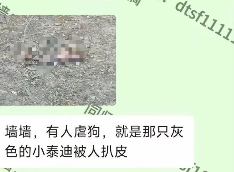 一地学校回应“网传流浪狗被虐死亡”