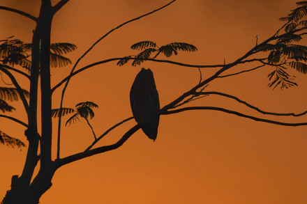 呆萌！短耳鸮怕不是鸟界表情包