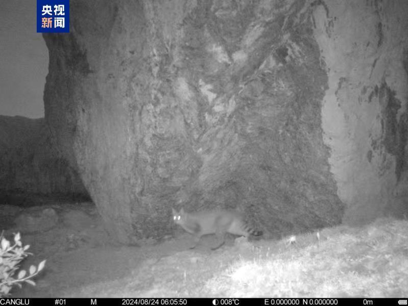 四川九寨沟保护区首次发现荒漠猫 四川九寨沟保护区首次发现荒漠猫