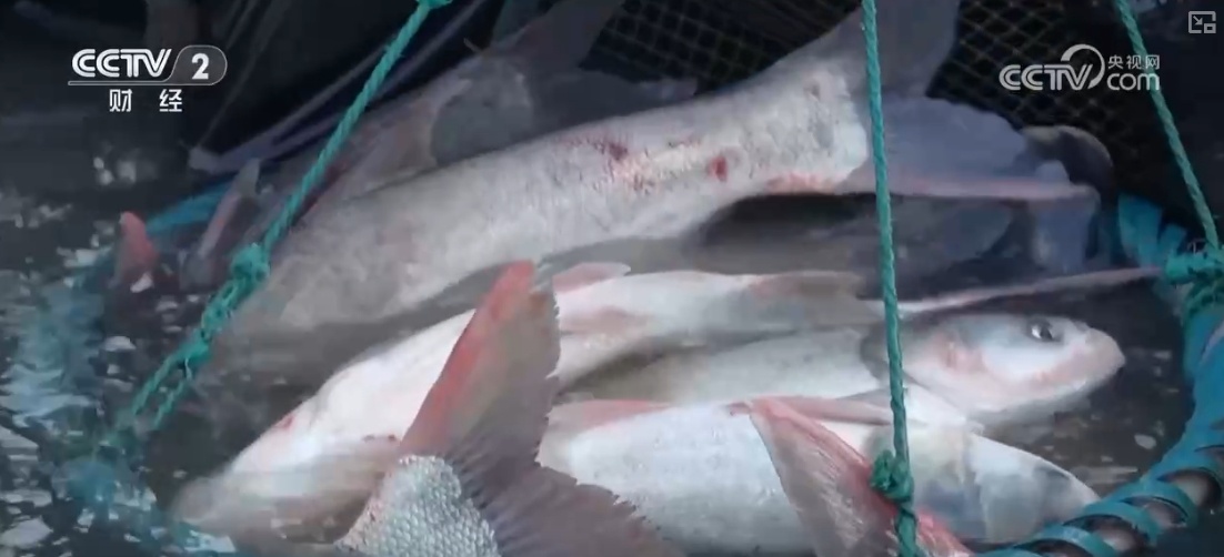 鱼跃水清，冬捕忙！深海网箱养殖成海洋经济亮点