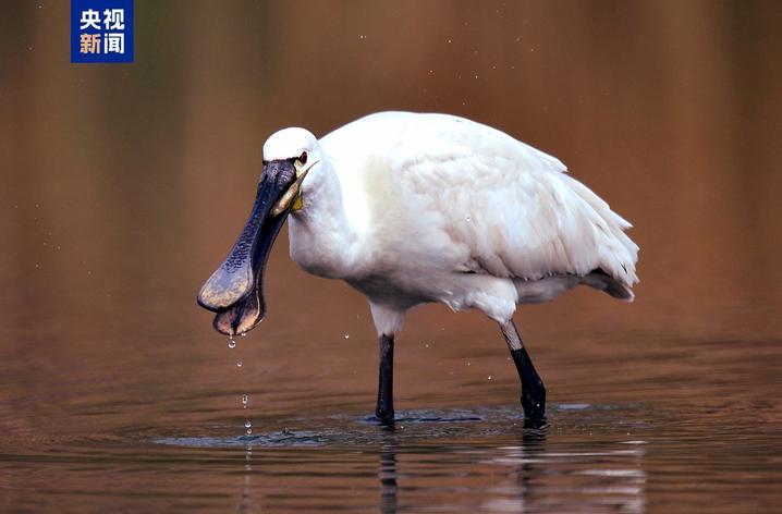 “鸟中熊猫”震旦鸦雀、“水中凤凰”水雉等珍稀鸟类现身天津
