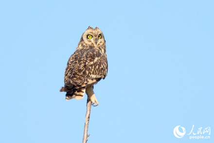 呆萌！短耳鸮怕不是鸟界表情包