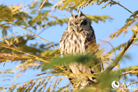 呆萌！短耳鸮怕不是鸟界表情包