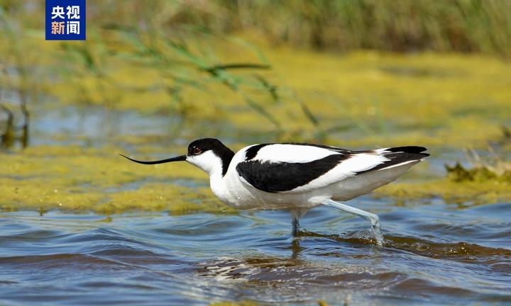 “鸟中熊猫”震旦鸦雀、“水中凤凰”水雉等珍稀鸟类现身天津