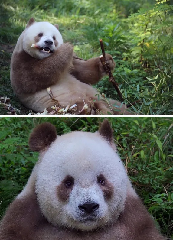 游客花钱看熊猫被告知综艺录制优先？景区深夜回应