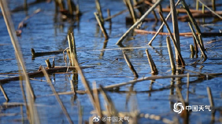 北京水面结冰鸟儿来溜冰