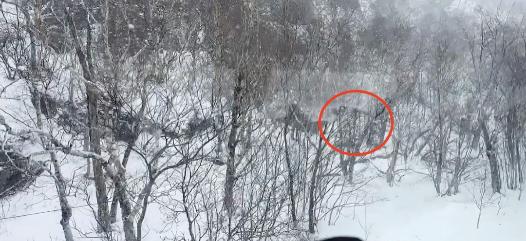 一广东游客称在长白山拍到野生东北虎,林业部门回应 一广东游客称在长白山拍到野生东北虎,林业部门回应