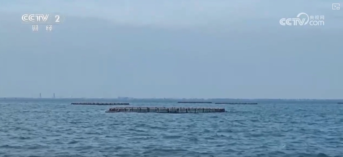 鱼跃水清，冬捕忙！深海网箱养殖成海洋经济亮点