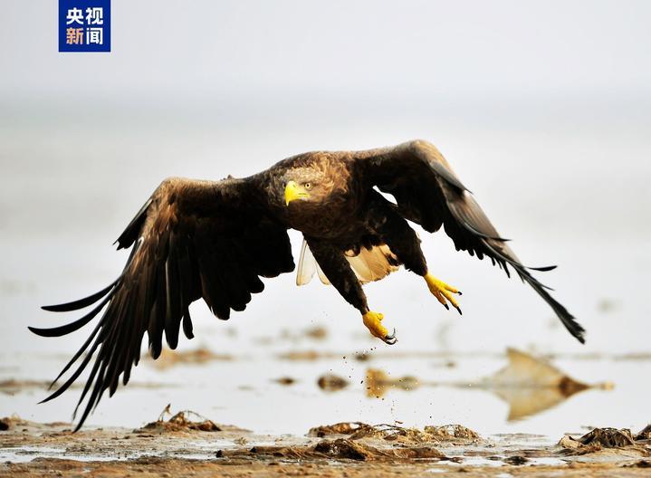“鸟中熊猫”震旦鸦雀、“水中凤凰”水雉等珍稀鸟类现身天津