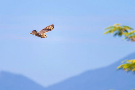 呆萌！短耳鸮怕不是鸟界表情包