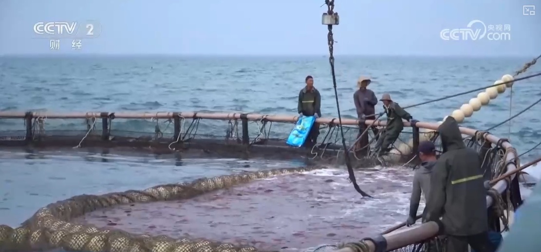 鱼跃水清，冬捕忙！深海网箱养殖成海洋经济亮点
