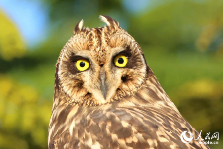 呆萌！短耳鸮怕不是鸟界表情包