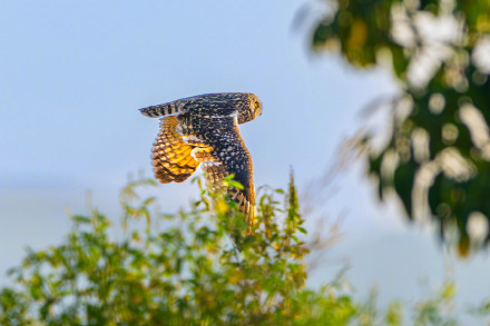 呆萌！短耳鸮怕不是鸟界表情包
