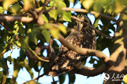 呆萌！短耳鸮怕不是鸟界表情包