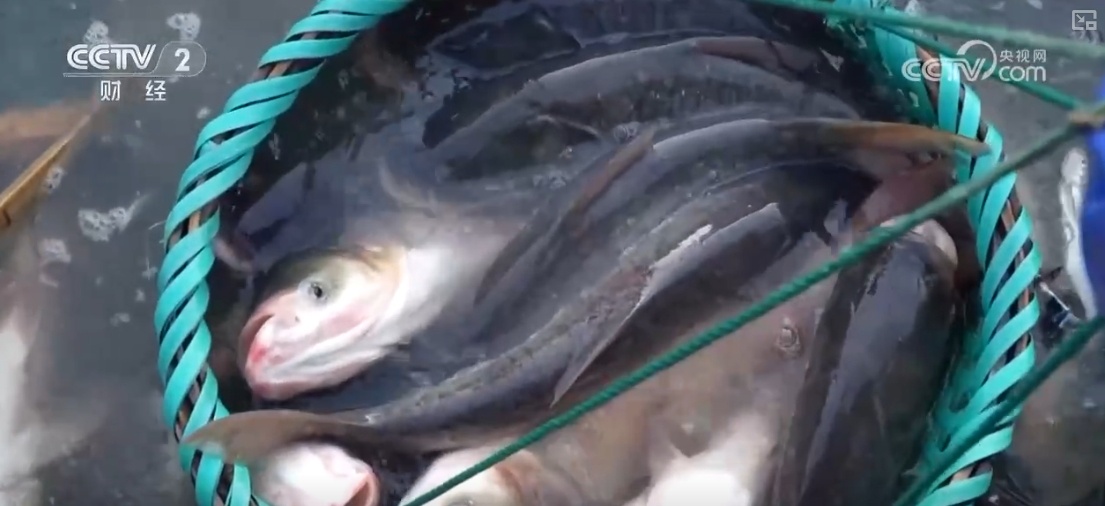 鱼跃水清，冬捕忙！深海网箱养殖成海洋经济亮点