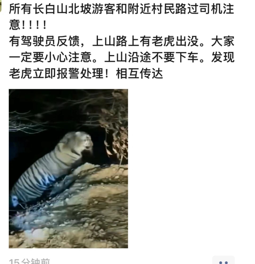 一广东游客称在长白山拍到野生东北虎,林业部门回应 一广东游客称在长白山拍到野生东北虎,林业部门回应