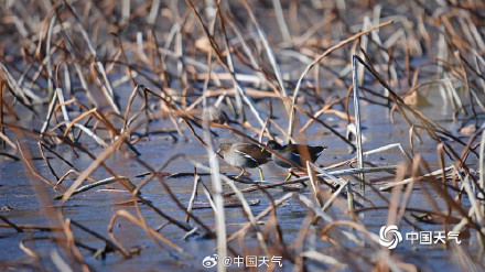 北京水面结冰鸟儿来溜冰