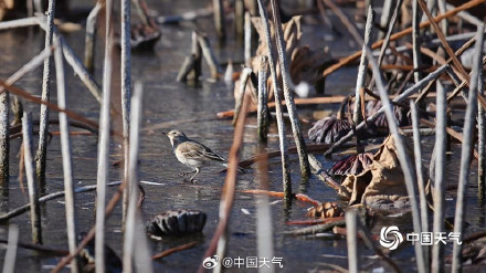 北京水面结冰鸟儿来溜冰