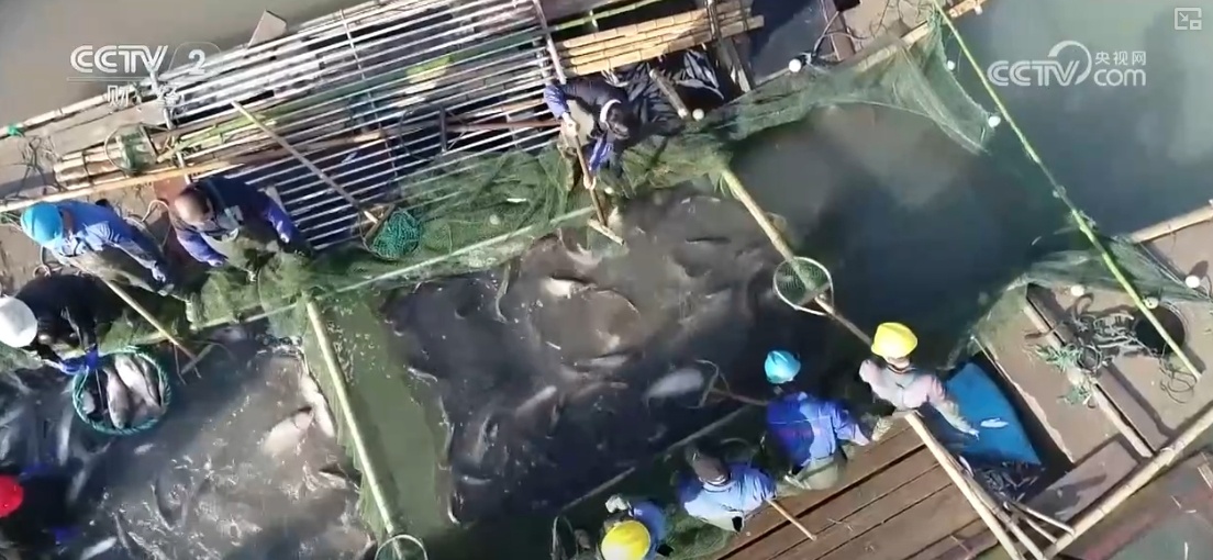 鱼跃水清，冬捕忙！深海网箱养殖成海洋经济亮点