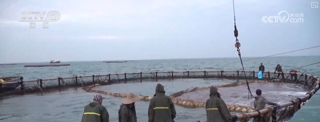 鱼跃水清，冬捕忙！深海网箱养殖成海洋经济亮点