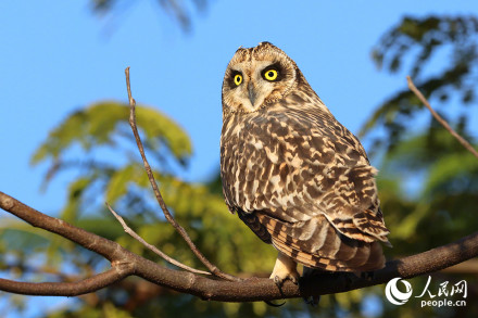 呆萌！短耳鸮怕不是鸟界表情包