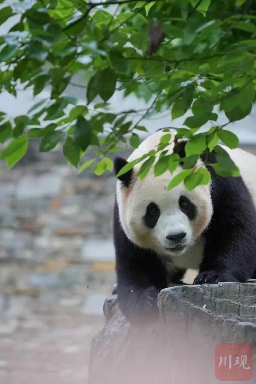 “福宝”突发异常！基地回应