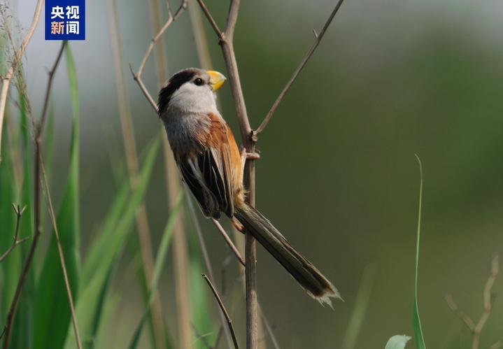 “鸟中熊猫”震旦鸦雀、“水中凤凰”水雉等珍稀鸟类现身天津