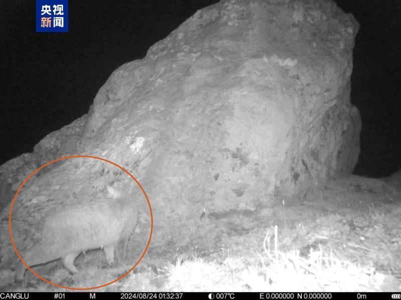 四川九寨沟保护区首次发现荒漠猫 四川九寨沟保护区首次发现荒漠猫