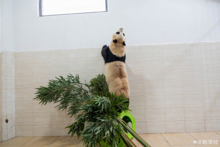 独家!大熊猫“福宝”最新高清近照 独家!大熊猫“福宝”最新高清近照