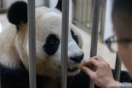 独家!大熊猫“福宝”最新高清近照 独家!大熊猫“福宝”最新高清近照