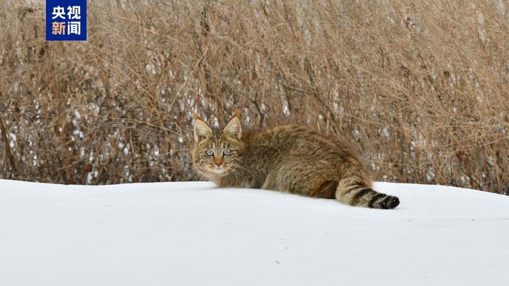 近距离邂逅荒漠猫!我国唯一“特产猫”跟一般喵星人有啥区别? 近距离邂逅荒漠猫!我国唯一“特产猫”跟一般喵星人有啥区别?