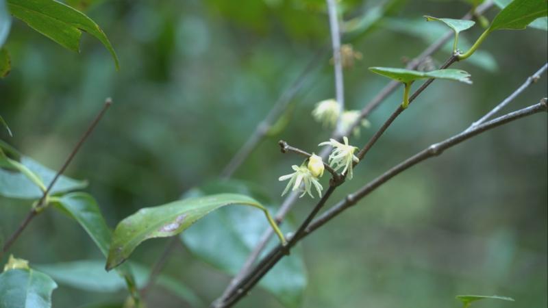 江西会昌:发现逾万株濒危植物突托蜡梅