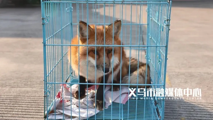 “国家二级保护动物”来家里“做客”？民警紧急上门